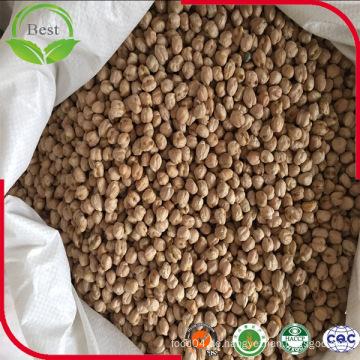 Milky White Chickpeas aus China